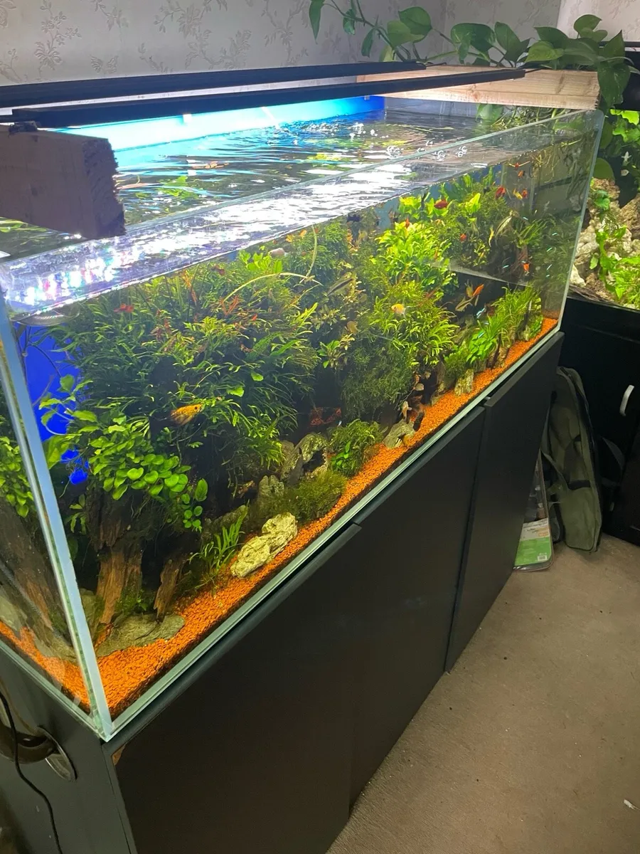 Fish tank 500 litre Opti white full setup - Image 2