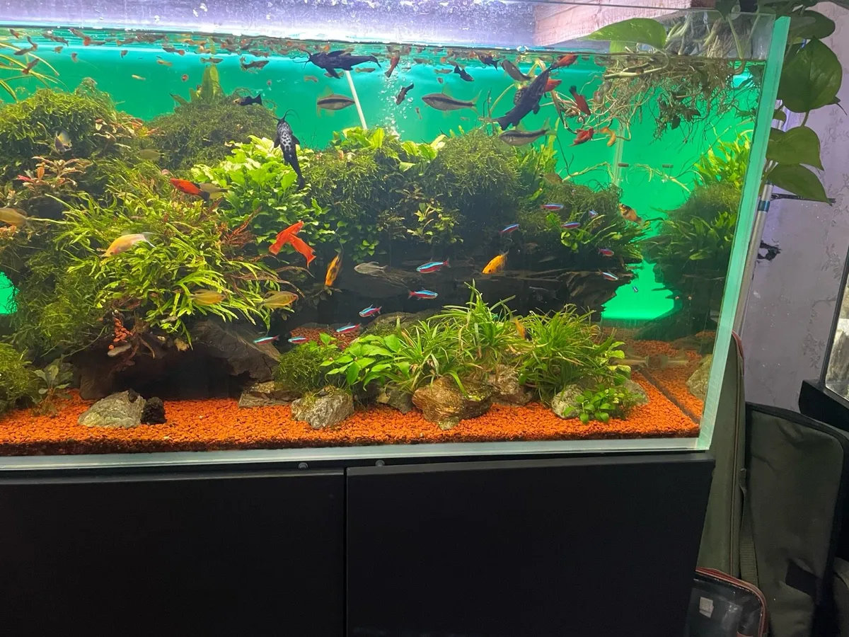 Fish tank 500 litre Opti white full setup - Image 4