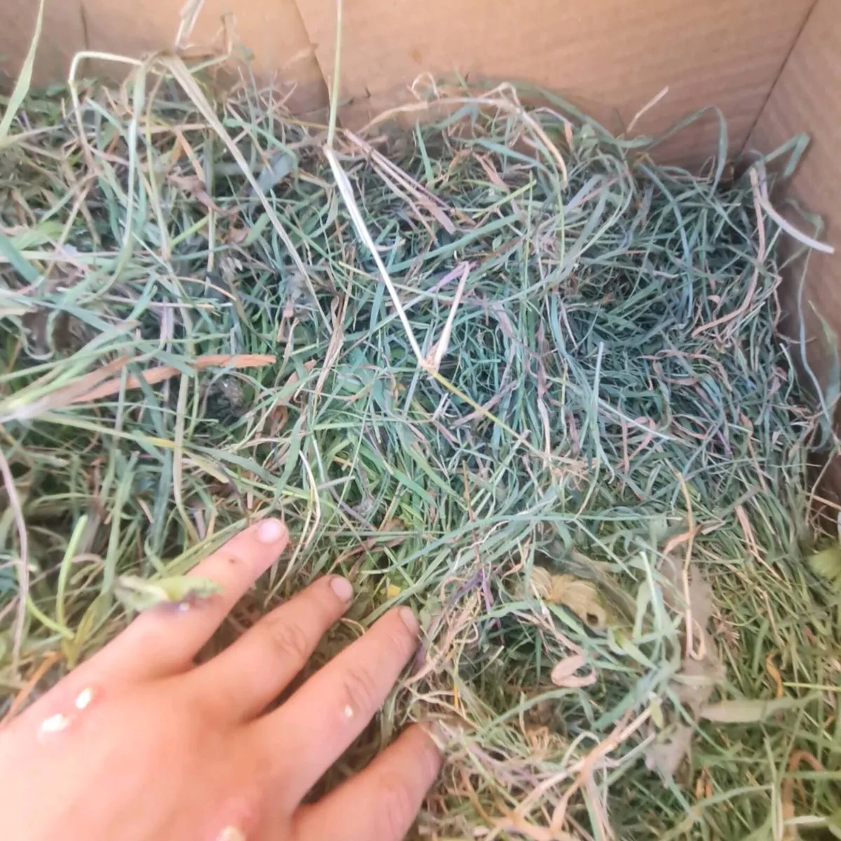 Grass up for Grabs - Image 2