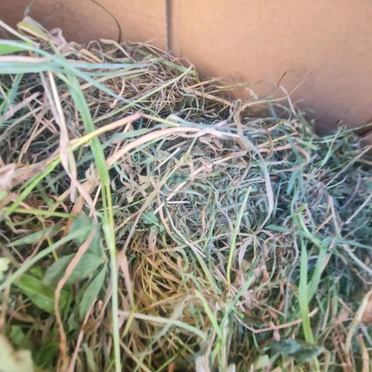 Grass up for Grabs - Image 3