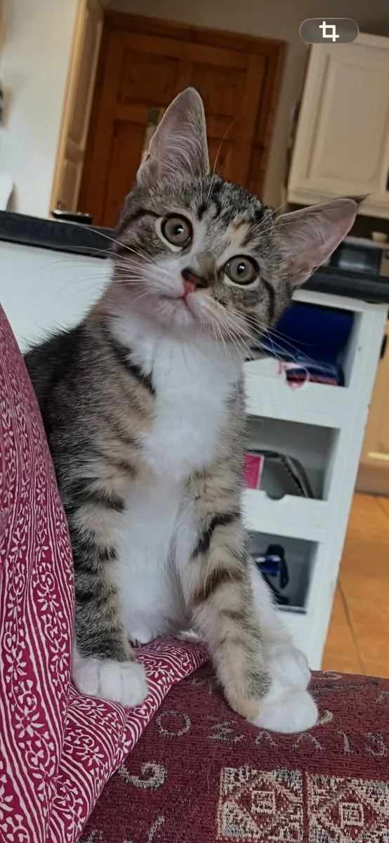 Kittens - Image 2