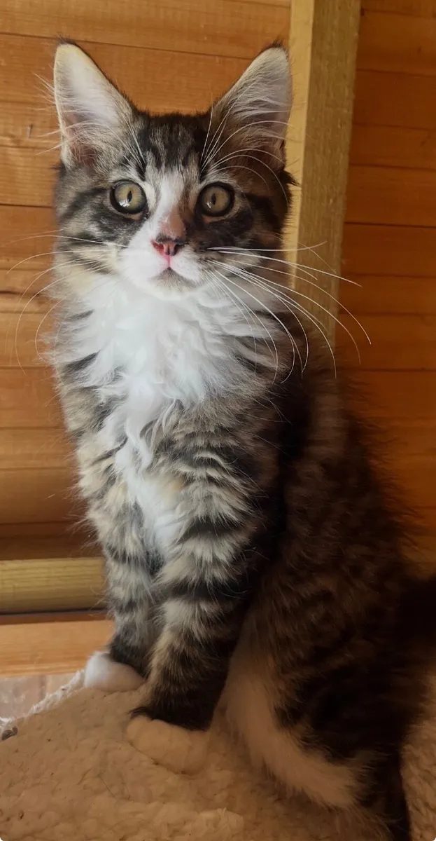 Kittens - Image 1