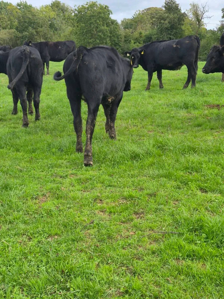 Angus and hereford heifers - Image 4
