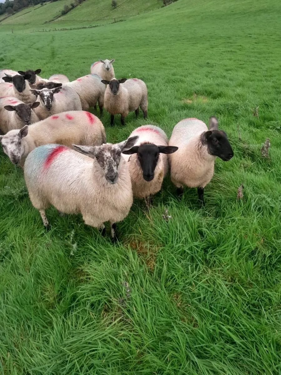 Ewe lambs - Image 3