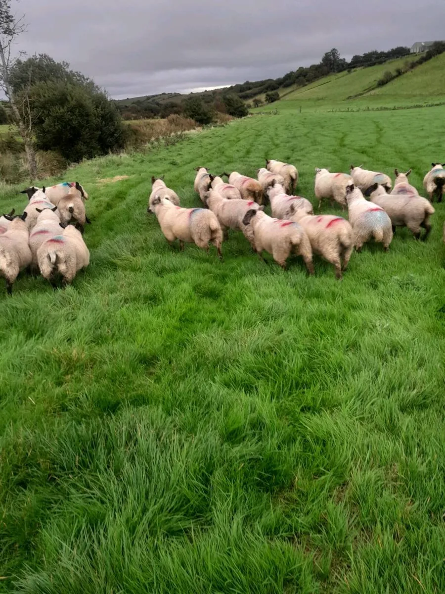 Ewe lambs - Image 4
