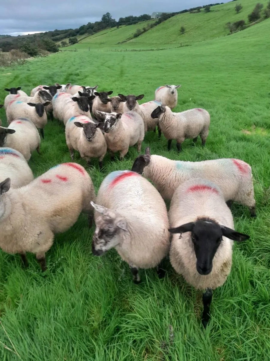 Ewe lambs - Image 1