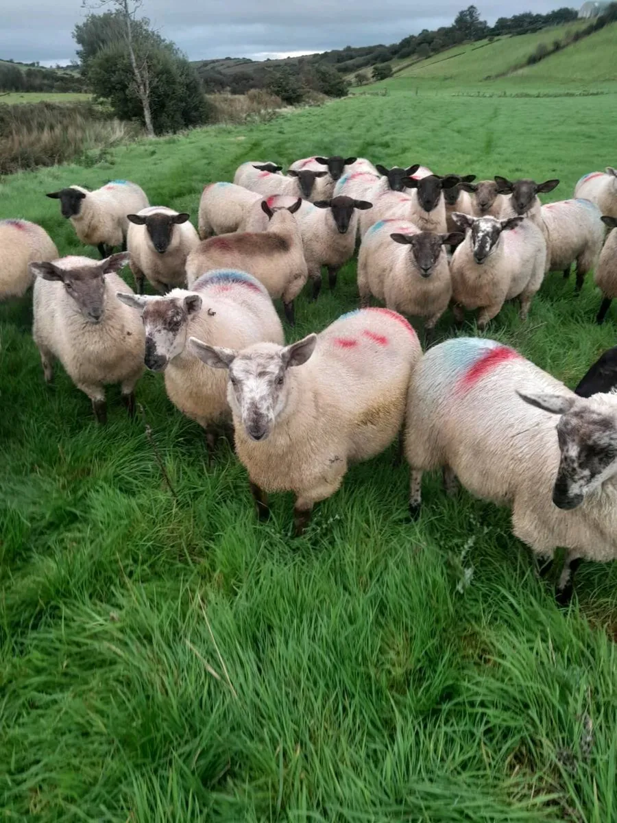 Ewe lambs - Image 2