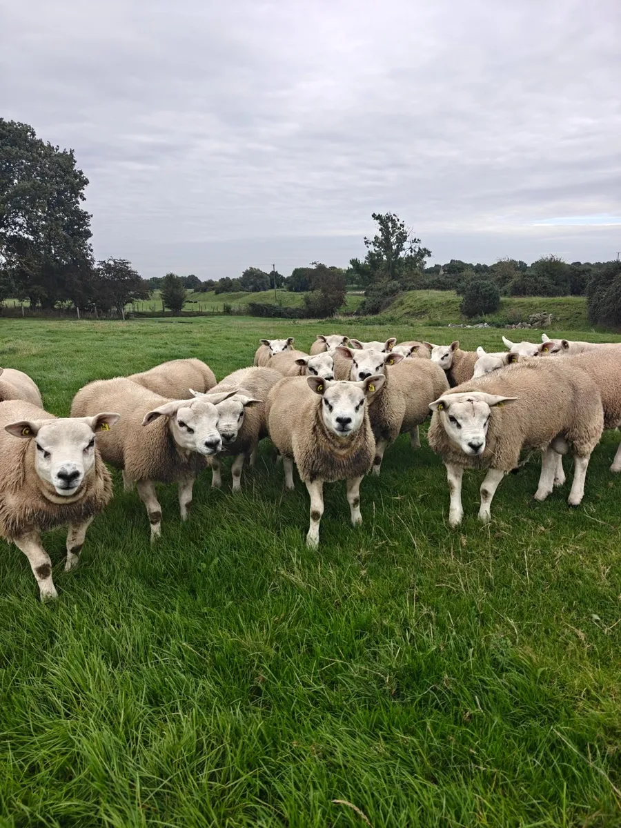 Texel ram lambs - Image 3