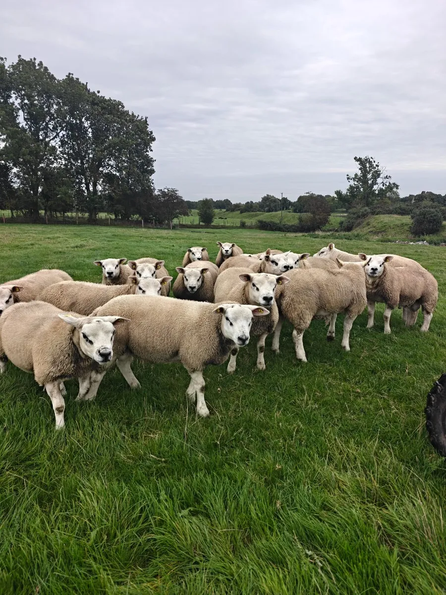 Texel ram lambs - Image 4