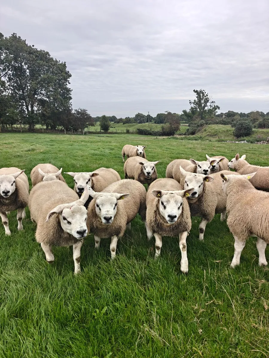 Texel ram lambs - Image 1
