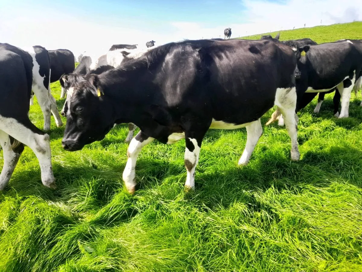 British Friesian Incalf Heifers - Image 3