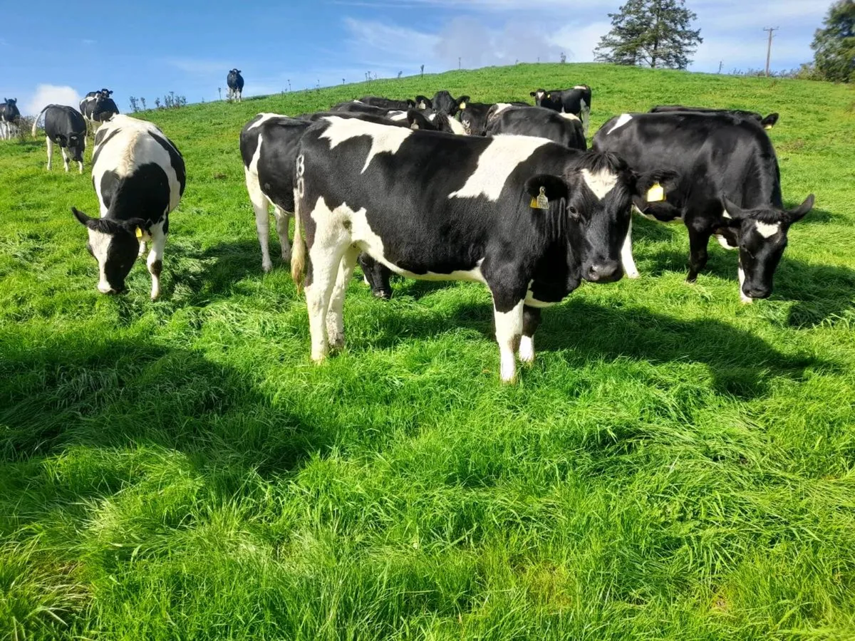 British Friesian Incalf Heifers - Image 4