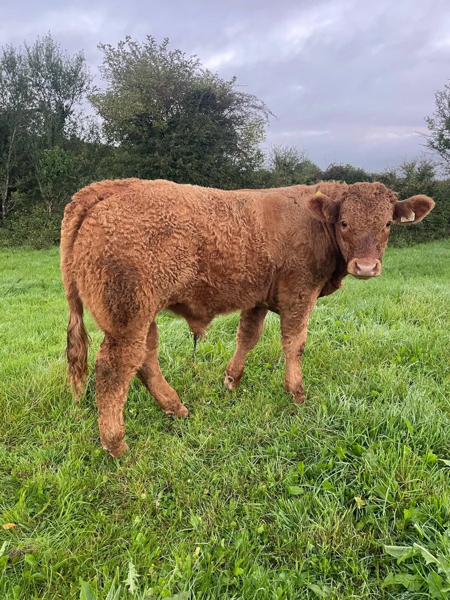 AI Heifer and Bulls for Gort Mart - Image 1