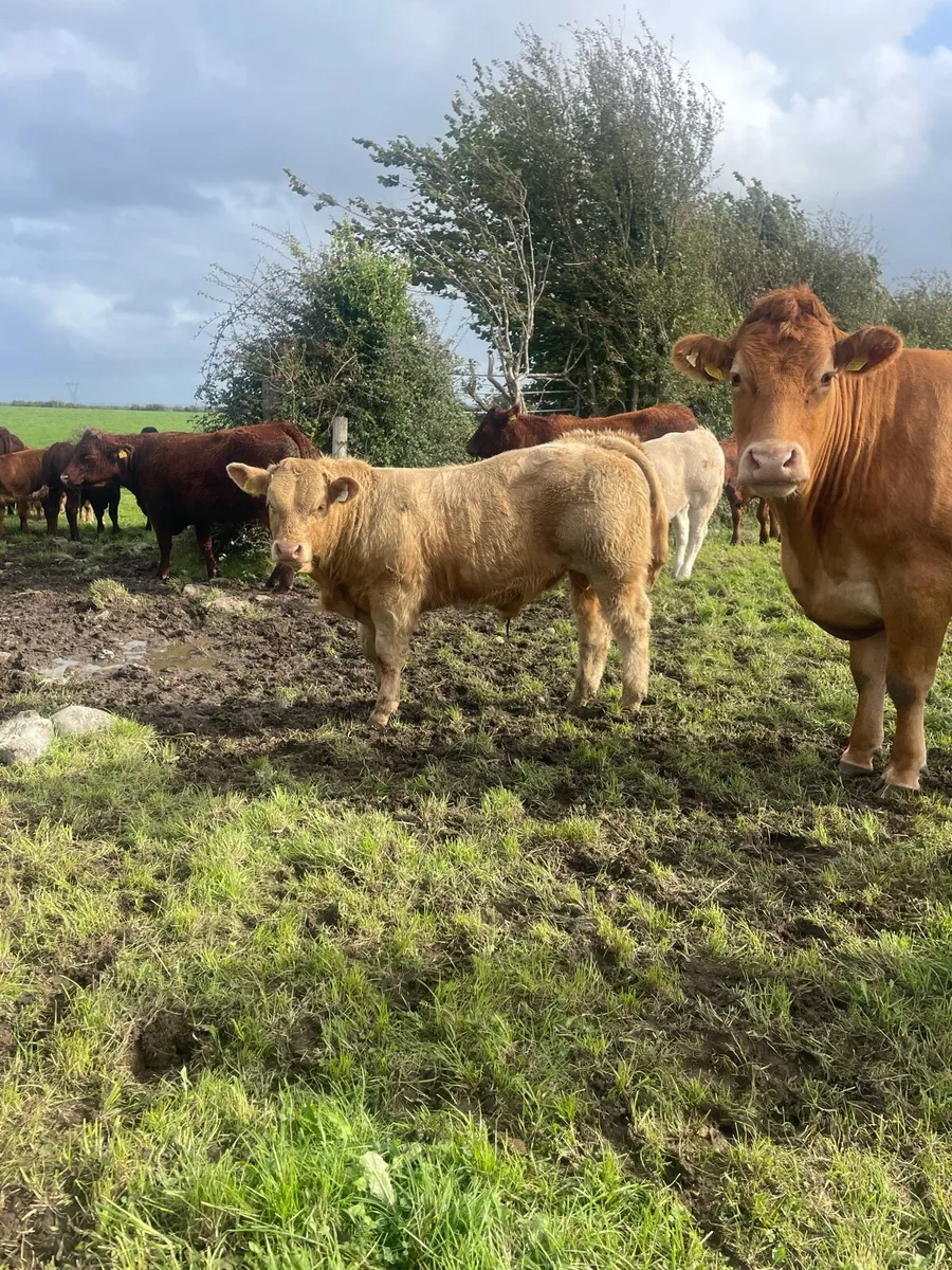 AI Heifer and Bulls for Gort Mart - Image 2