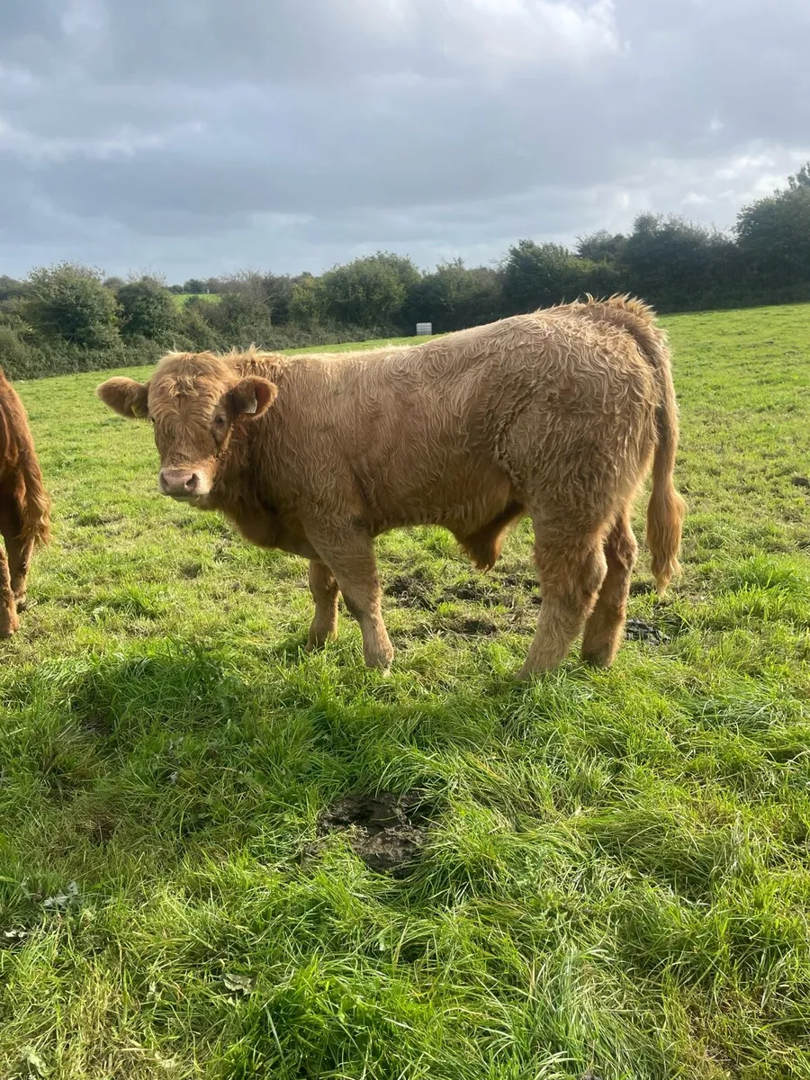 AI Heifer and Bulls for Gort Mart - Image 3