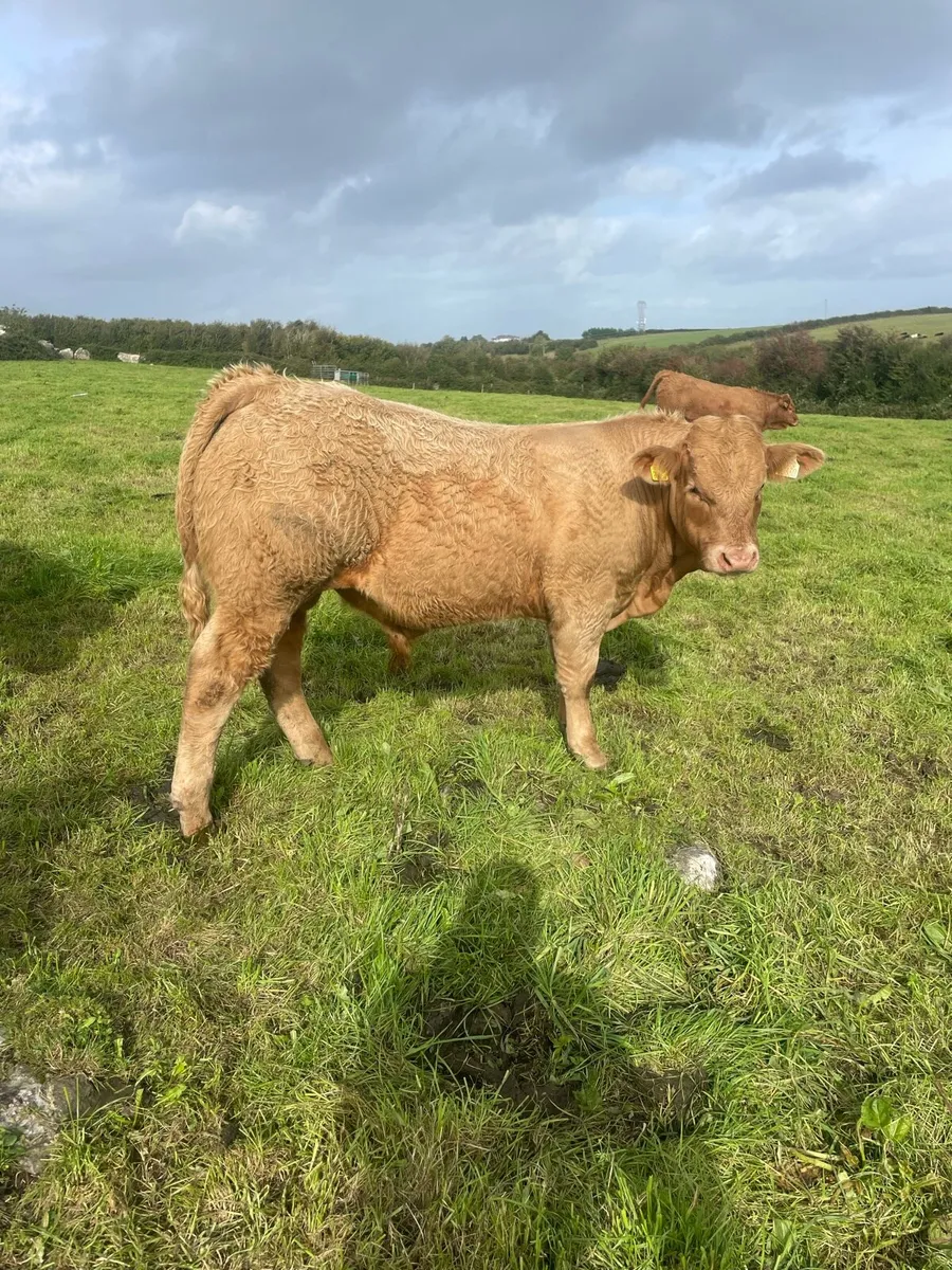 AI Heifer and Bulls for Gort Mart - Image 4