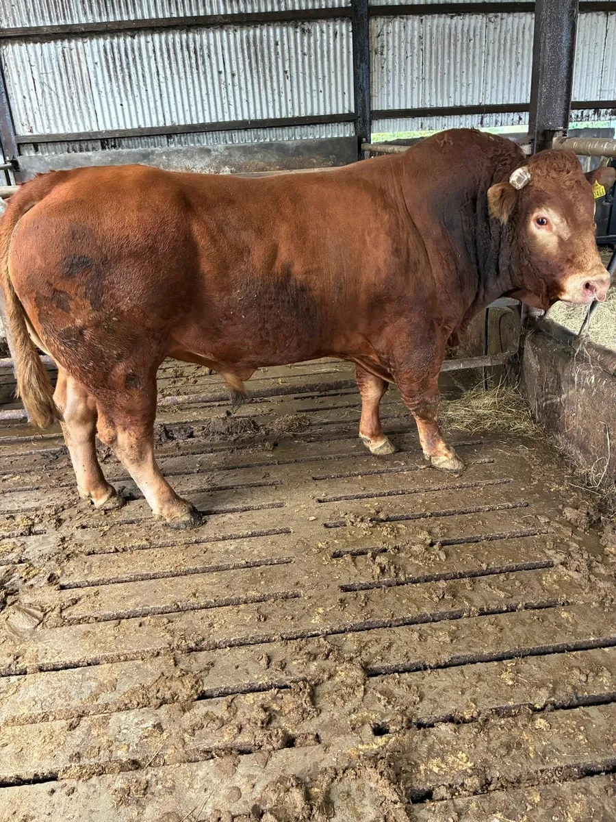 PBR Limousin Bull - Image 1