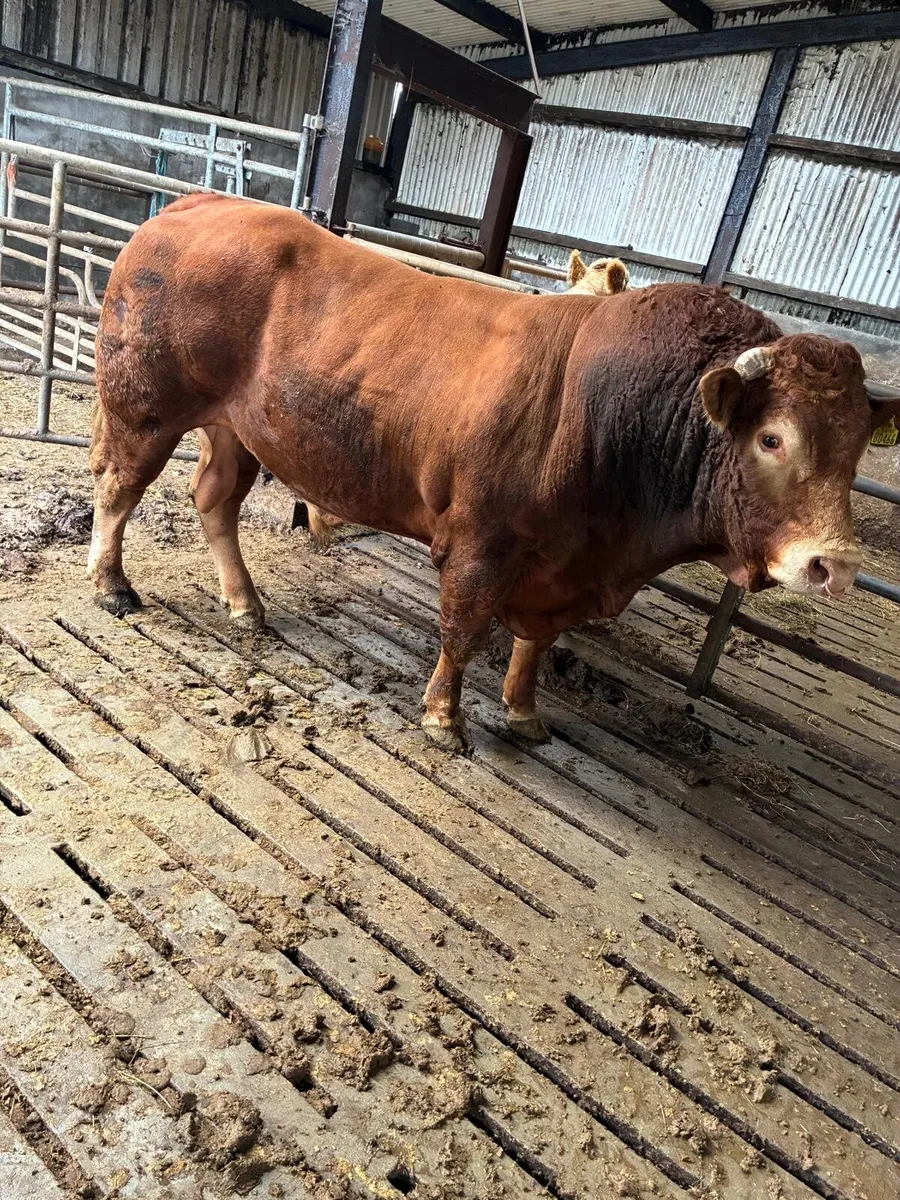 PBR Limousin Bull - Image 2