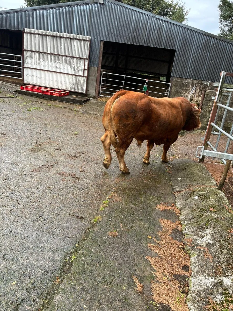 PBR Limousin Bull - Image 3