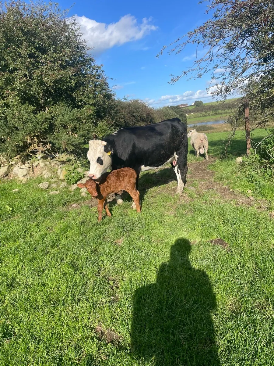 Heifer  with calf at foot also in calf ones - Image 1
