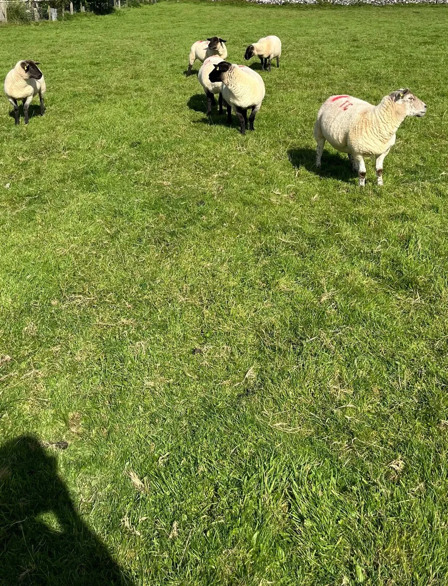 Hoggets for sale - Image 1