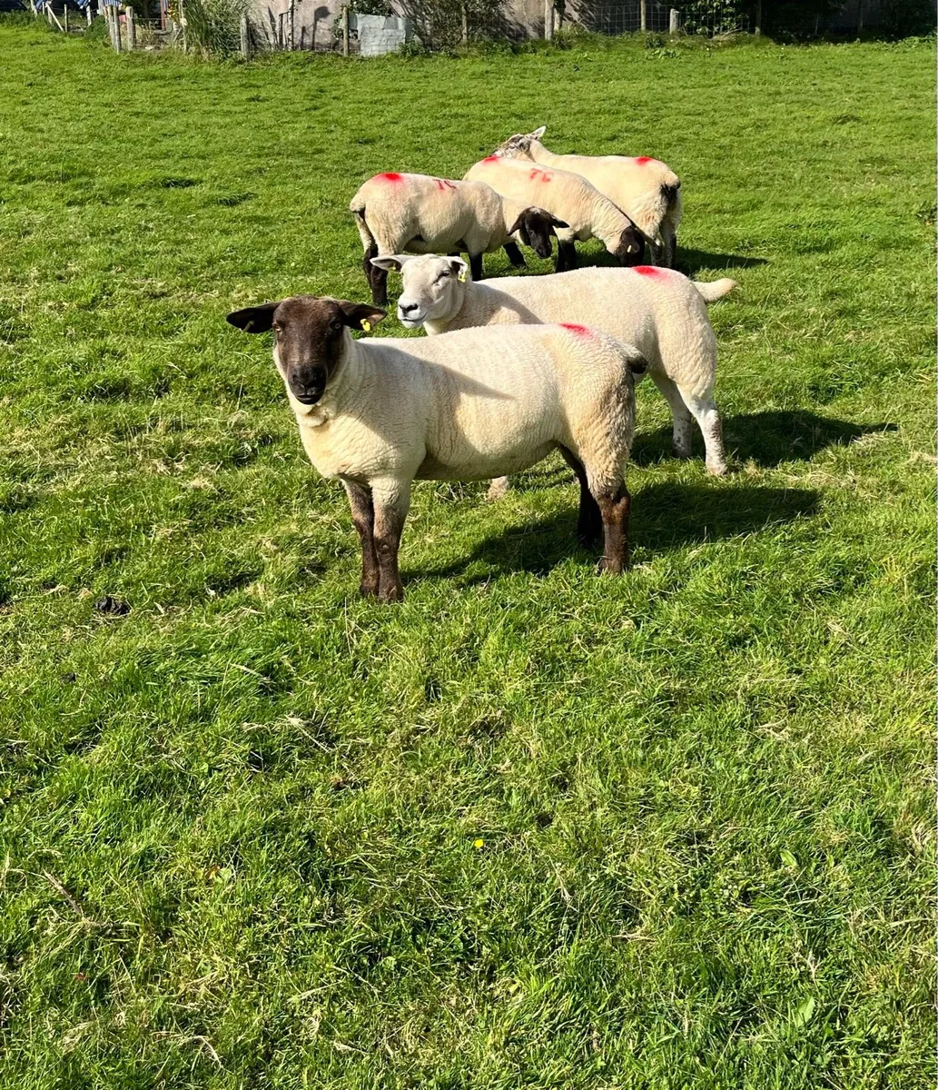 Hoggets for sale - Image 4