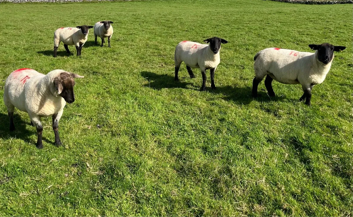 Hoggets for sale - Image 2