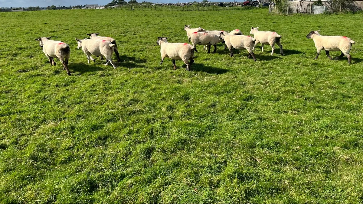 Hoggets for sale - Image 3