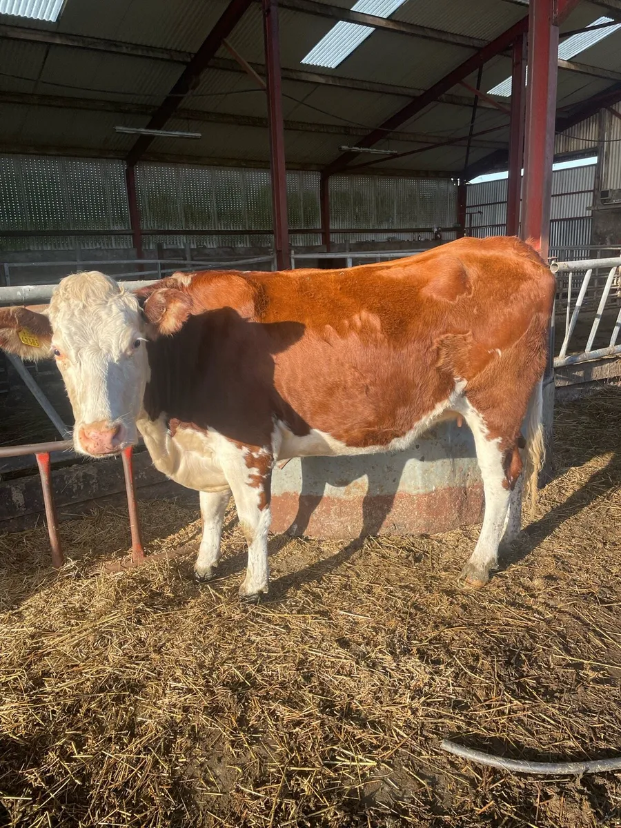 Heifer  with calf at foot also in calf ones - Image 2