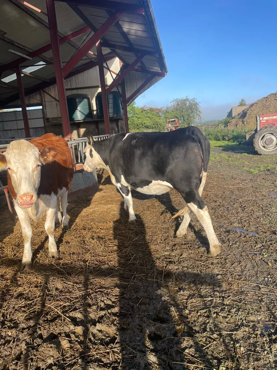 Heifer  with calf at foot also in calf ones - Image 3