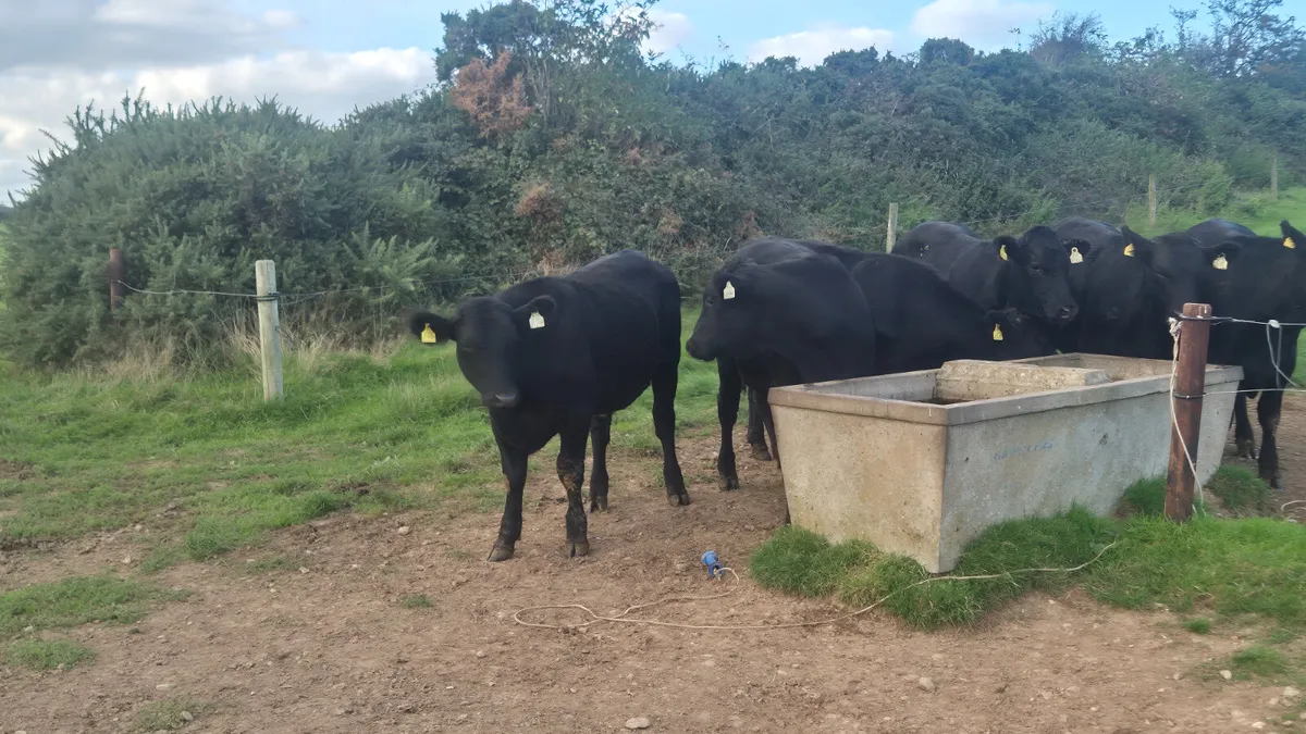 8 Proper Aberdeen Angus Bullocks for sale - Image 4