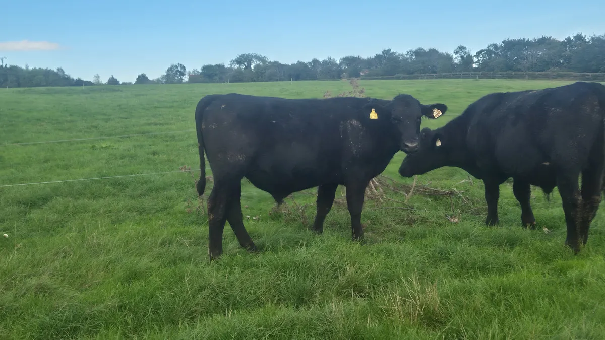 8 Proper Aberdeen Angus Bullocks for sale - Image 1