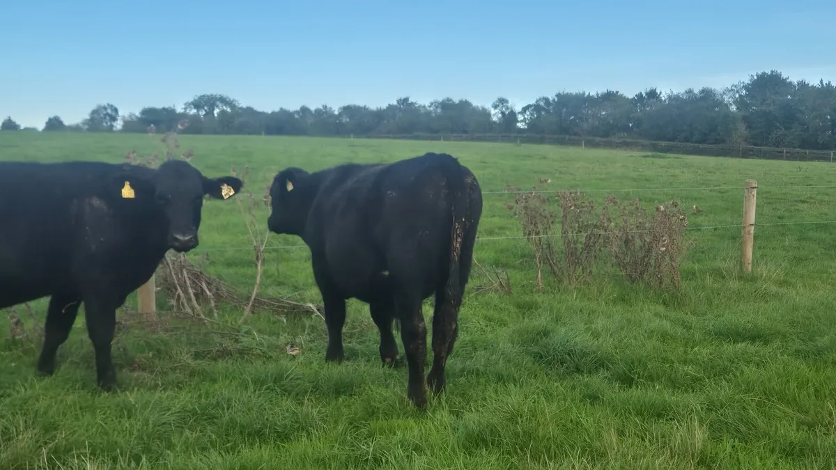 8 Proper Aberdeen Angus Bullocks for sale - Image 3