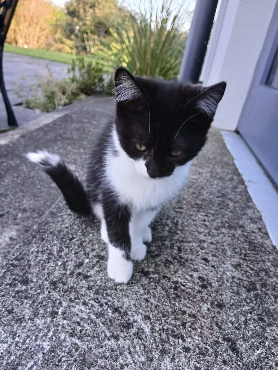 Pet kitten - Image 1