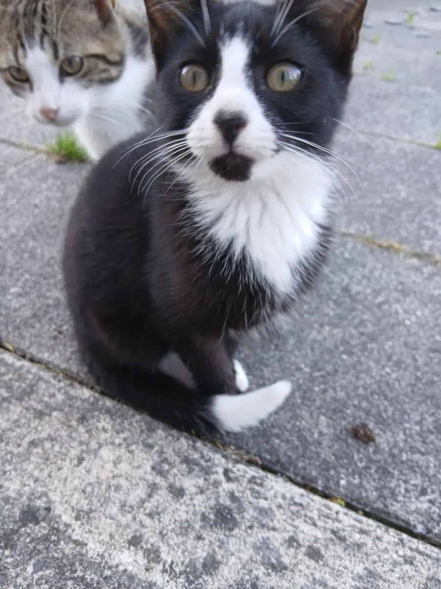 Pet kitten - Image 2