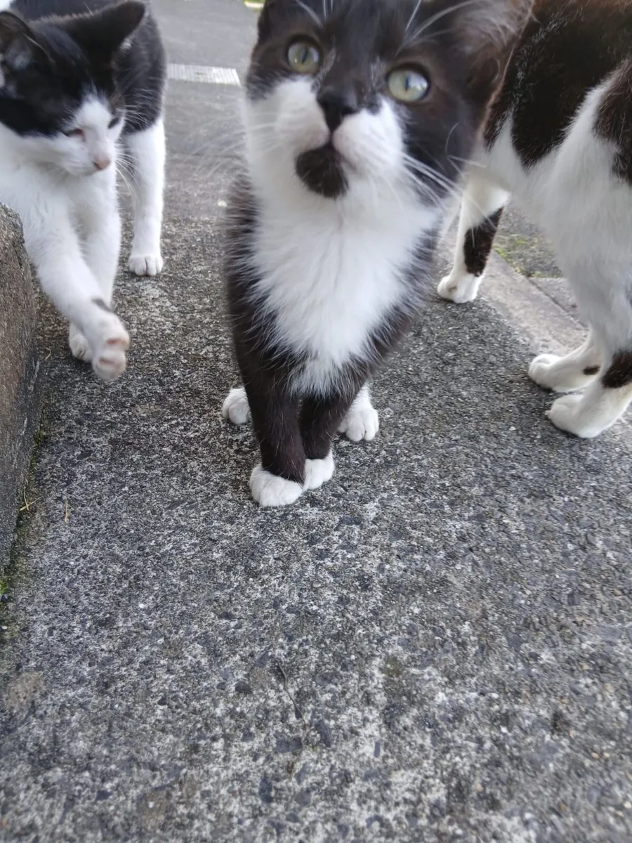 Pet kitten - Image 3