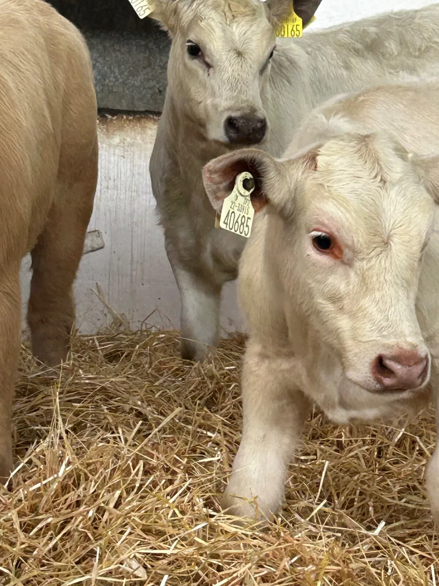 3 SUPER QUALITY CH HEIFER RUNNERS - Image 2
