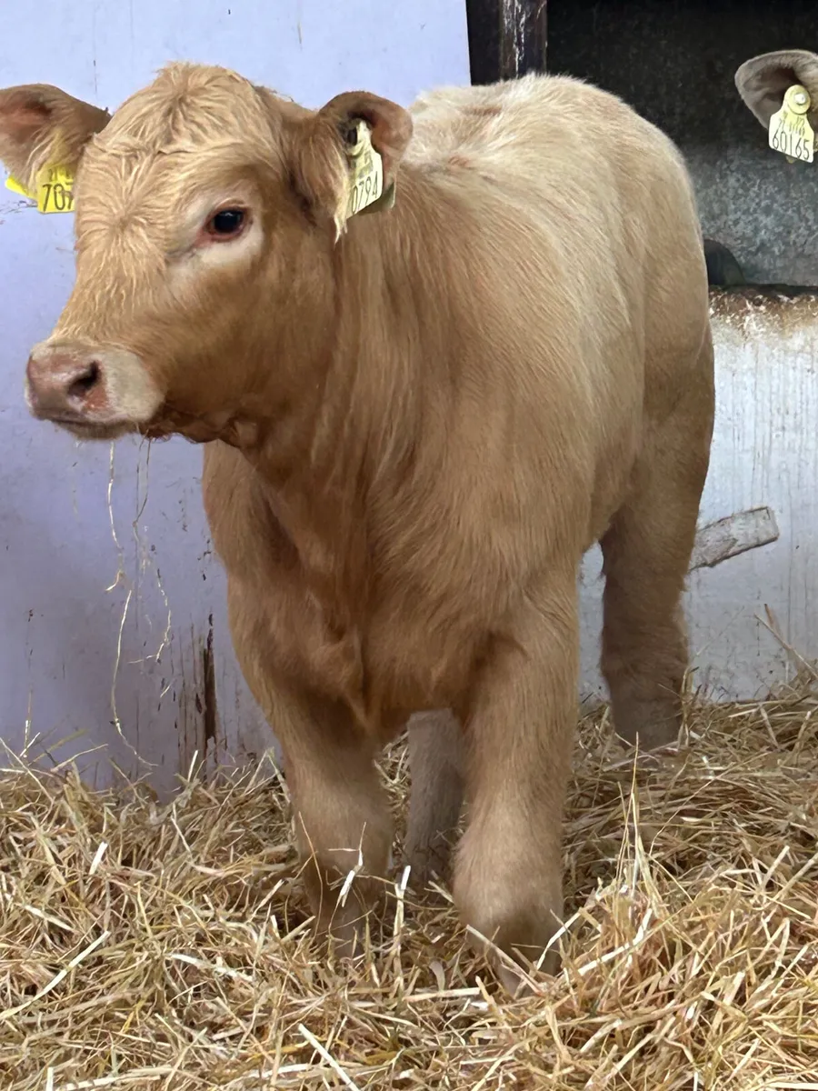 3 SUPER QUALITY CH HEIFER RUNNERS - Image 1