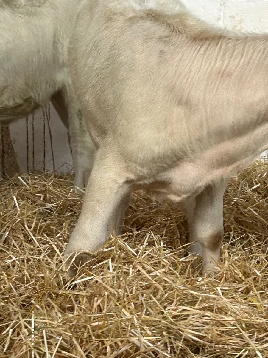 3 SUPER QUALITY CH HEIFER RUNNERS - Image 3
