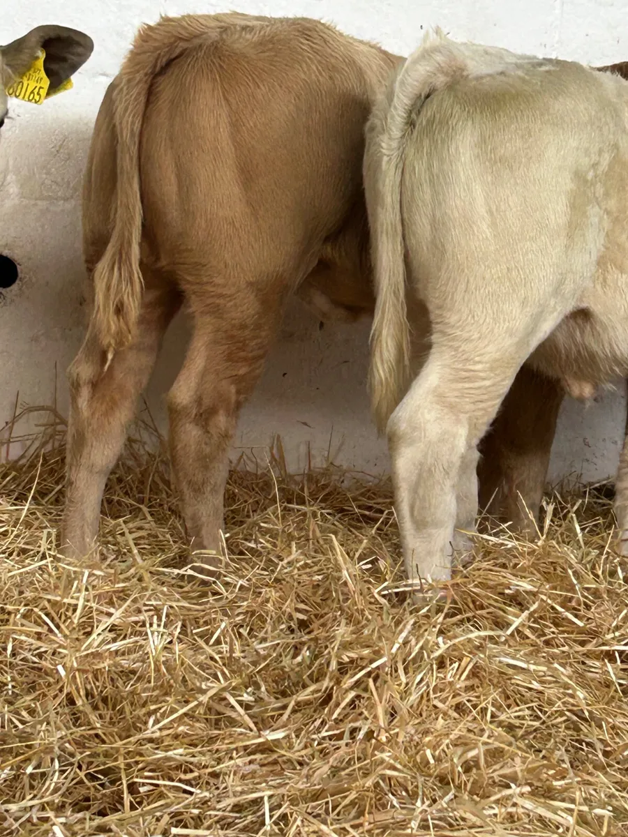 3 SUPER QUALITY CH HEIFER RUNNERS - Image 4