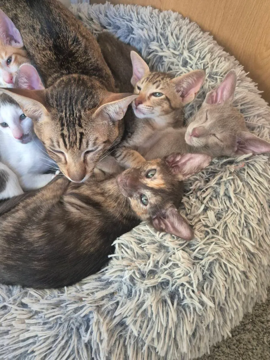 Pedigree Oriental kittens - Image 4