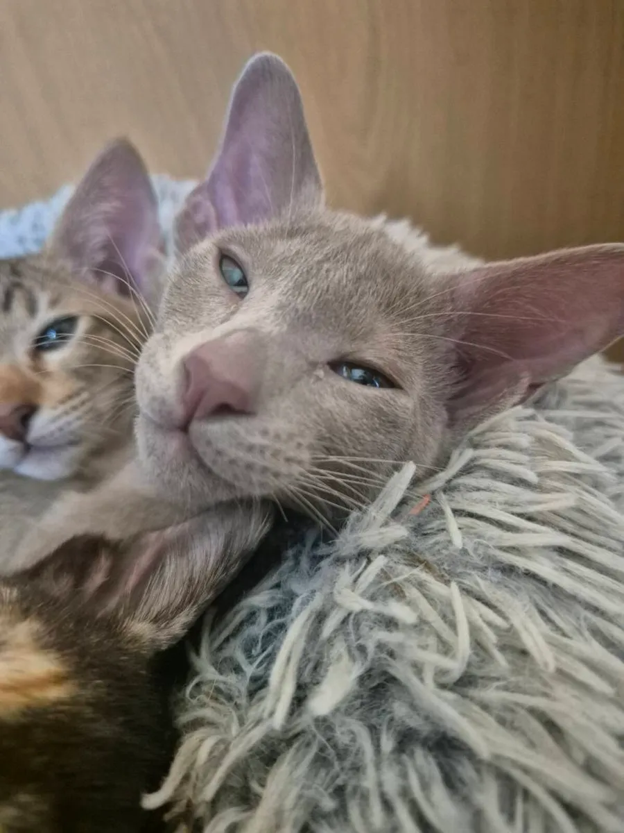 Pedigree Oriental kittens - Image 2