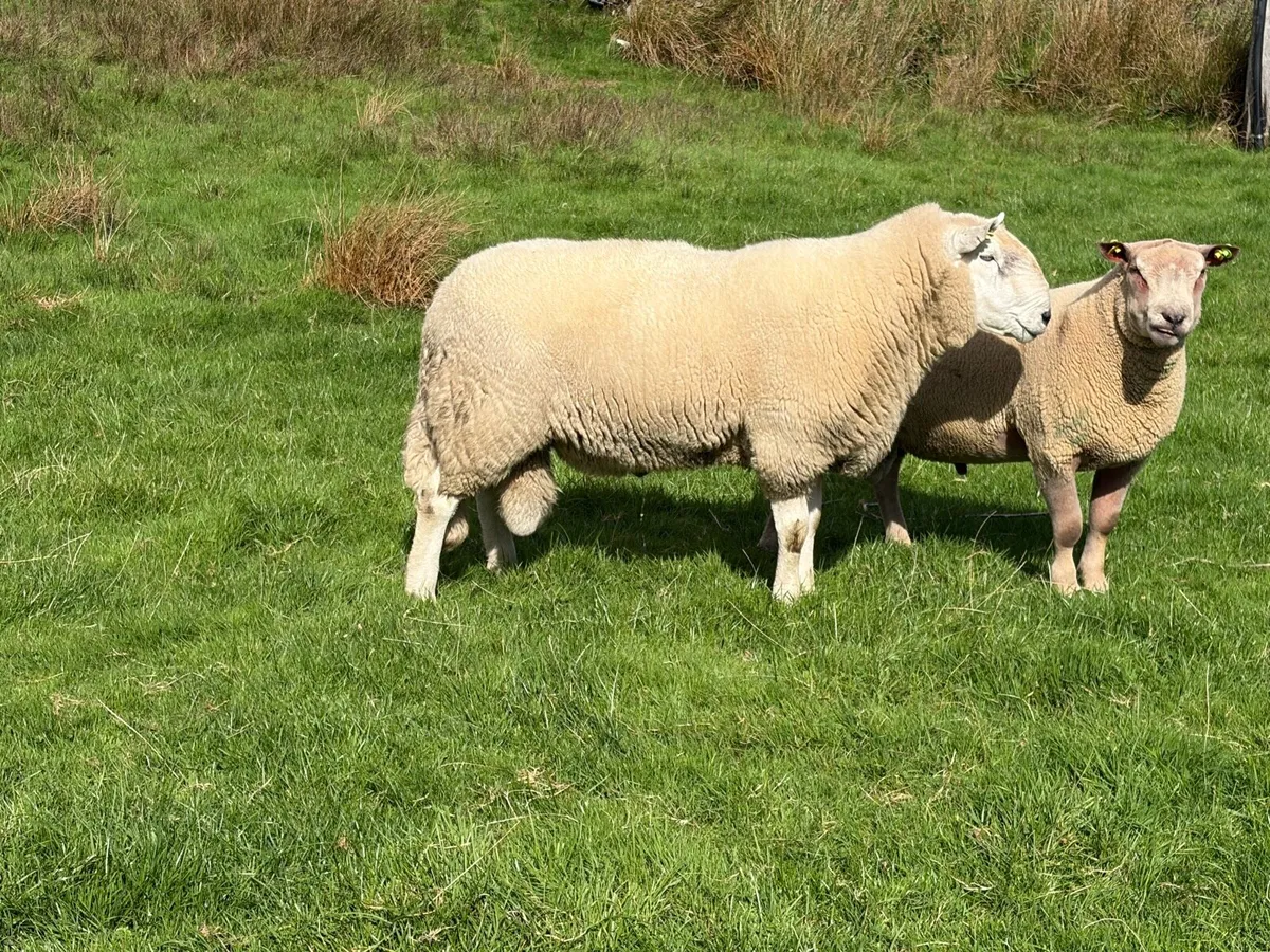 Wicklow Cheviot Ram - SIS Approved - Image 1