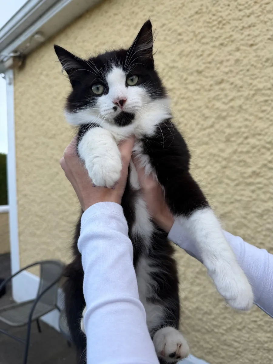 Fluffy Tuxedo Kitten Looking for a Loving Home 🐾 - Image 1