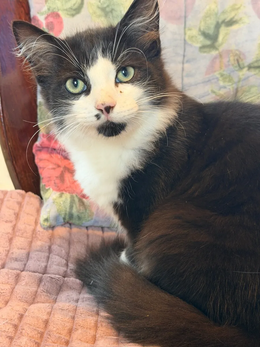 Fluffy Tuxedo Kitten Looking for a Loving Home 🐾 - Image 3