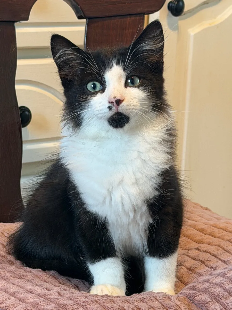 Fluffy Tuxedo Kitten Looking for a Loving Home 🐾 - Image 2