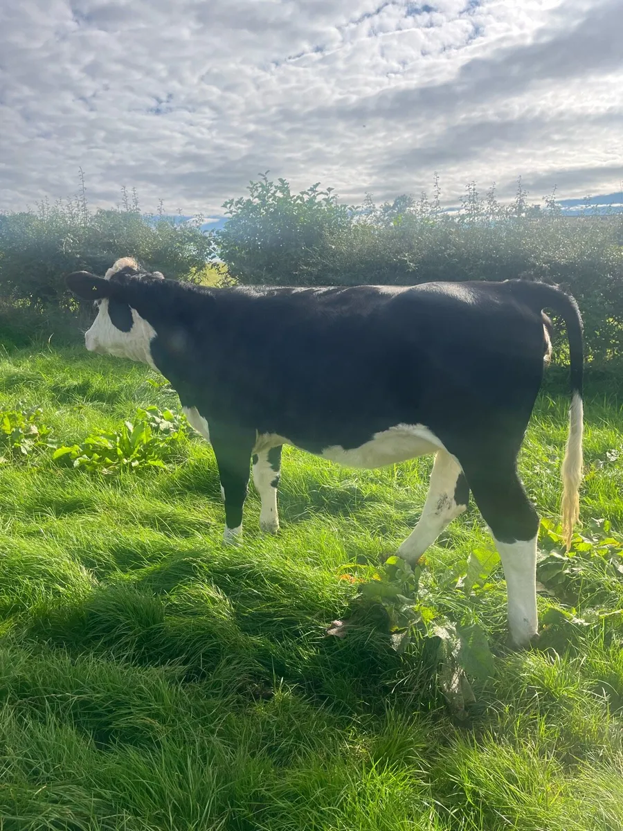 Cattle - Image 1