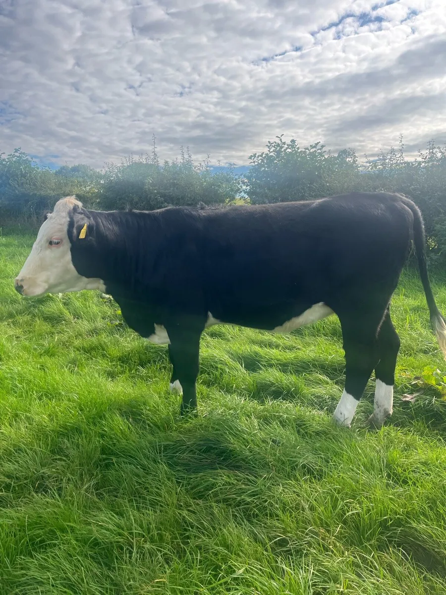 Cattle - Image 2