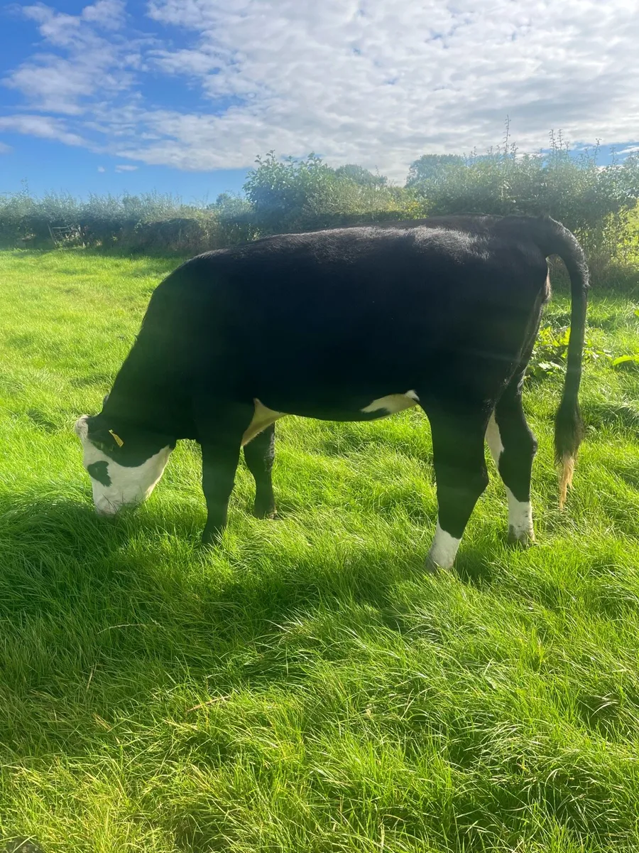 Cattle - Image 3