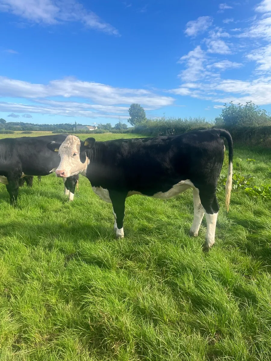 Cattle - Image 4